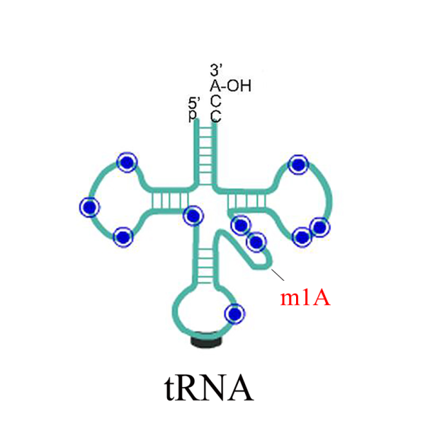 m1A tRNA測序