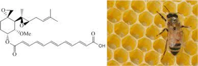The Role of Fumagillin in Controlling Nosema Disease in Bees