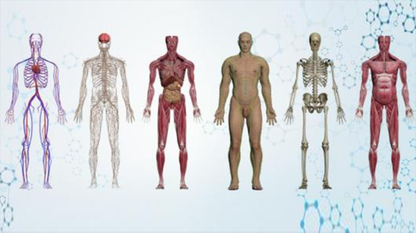 虚拟数字人体解剖及腧穴教学系统