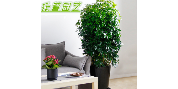 南京新鲜绿植花卉租赁公司