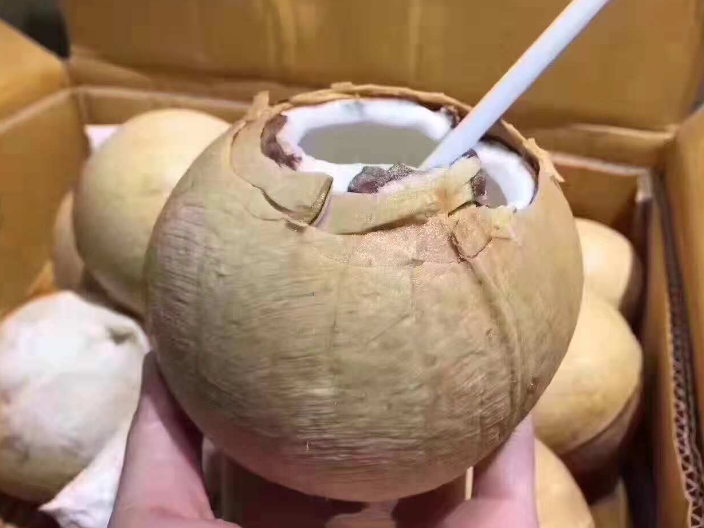 深圳新鲜椰青椰子规格,椰子