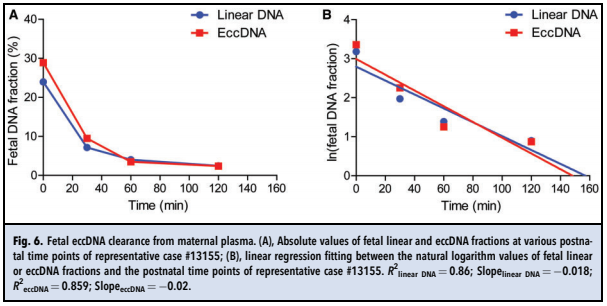 4. 胎儿eccDNA在母体循环中的清除
