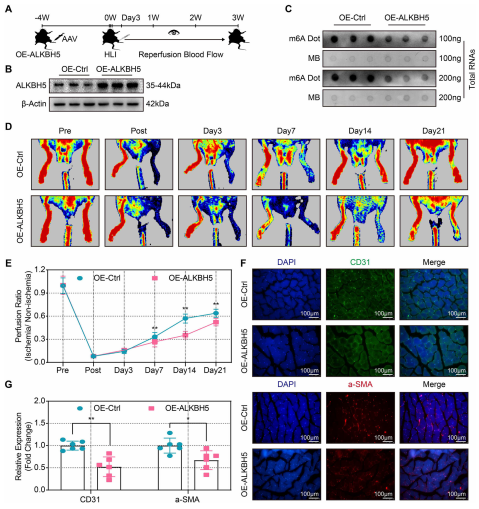 （6）ALKBH5过表达减弱缺血损伤后的血流量恢复和血管生成