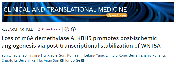 Loss of m6A demethylase ALKBH5 promotes post-ischemic angiogenesis via post-transcriptional stabilization of WNT5A