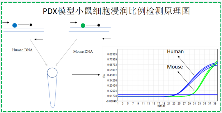 PDX模型小鼠細(xì)胞浸潤狀態(tài)檢測試劑盒