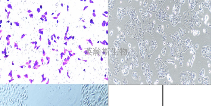 山西整體細(xì)胞實驗外包推薦,細(xì)胞實驗外包