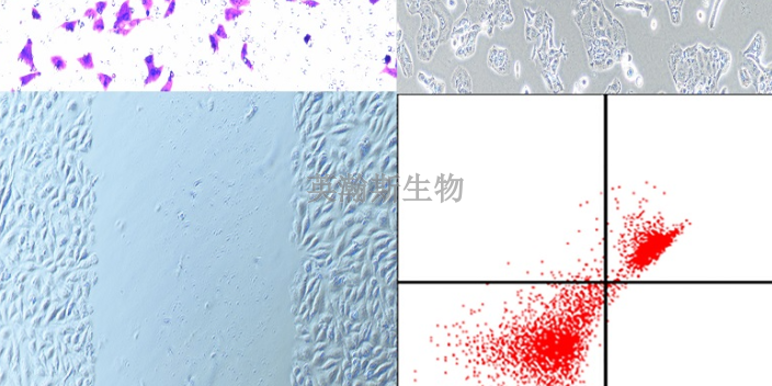 山西推薦的細胞實驗外包實驗室,細胞實驗外包