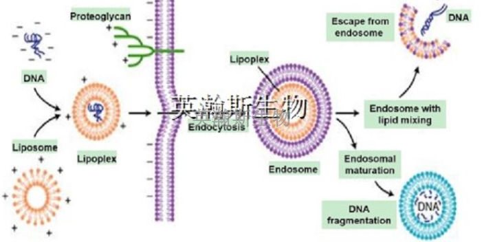 重慶生物細胞實驗外包推薦