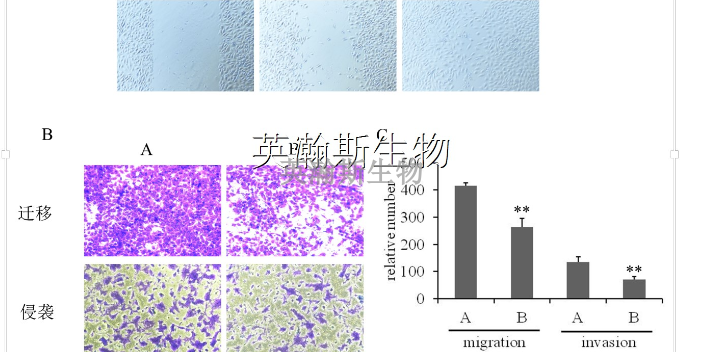 福建真實(shí)細(xì)胞實(shí)驗(yàn)外包推薦,細(xì)胞實(shí)驗(yàn)外包