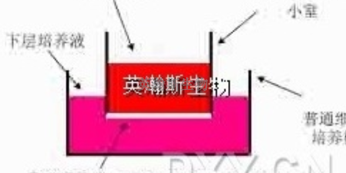 福建真實(shí)細(xì)胞實(shí)驗(yàn)外包推薦