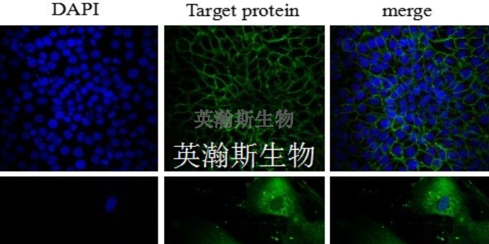 山东生物细胞实验外包哪家靠谱