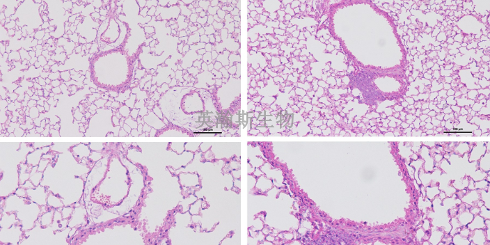 河南靠谱的病理实验外包公司