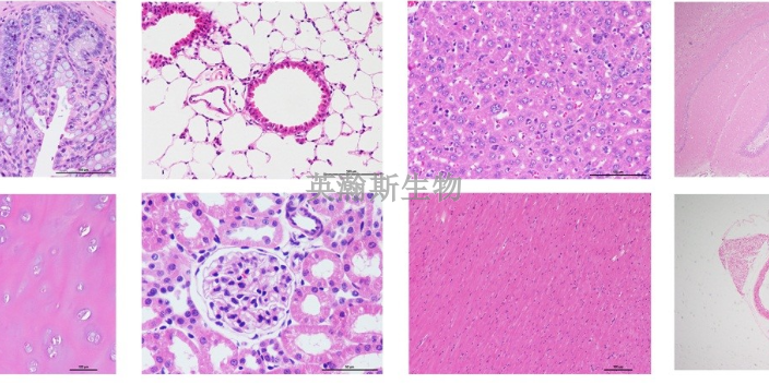 内蒙古生物病理实验外包检测