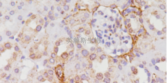 吉林生物病理实验外包哪家靠谱