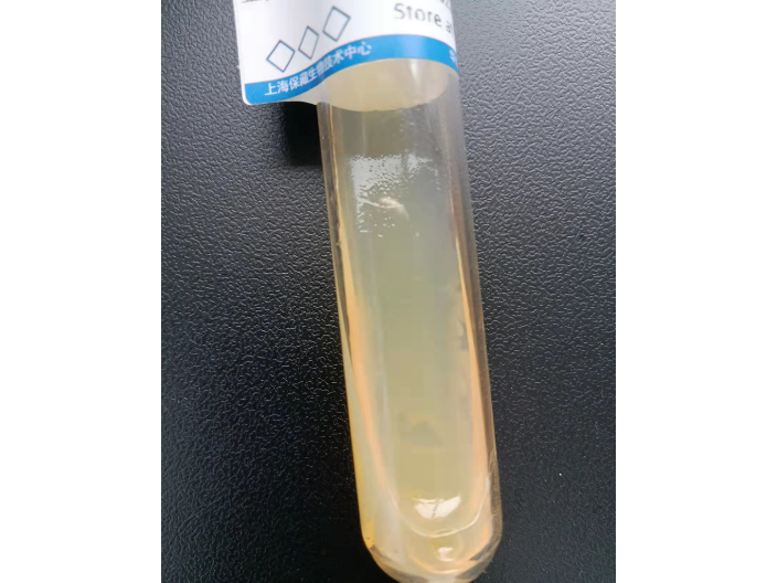 ATCC6538斜面试管菌种直销,金黄色葡萄球