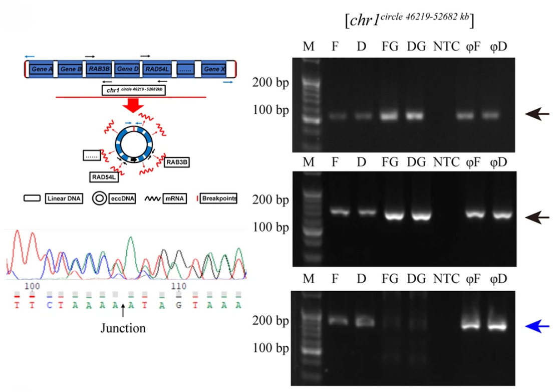 图3.含有 RAB3B 完整基因的 eccDNA 被验证真实存在