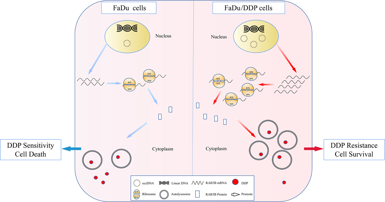 图6. eccDNA在FaDu细胞的DDP抗性中的作用和机制示意图