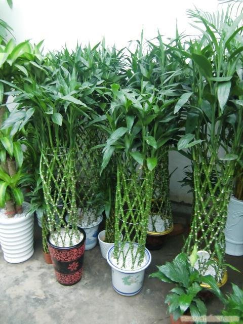 中型植物