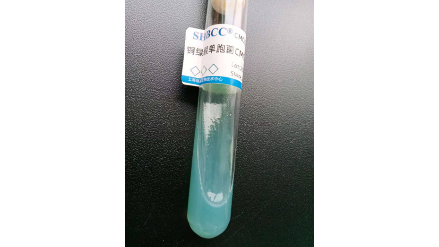 荚膜鞘氨醇单胞菌菌种