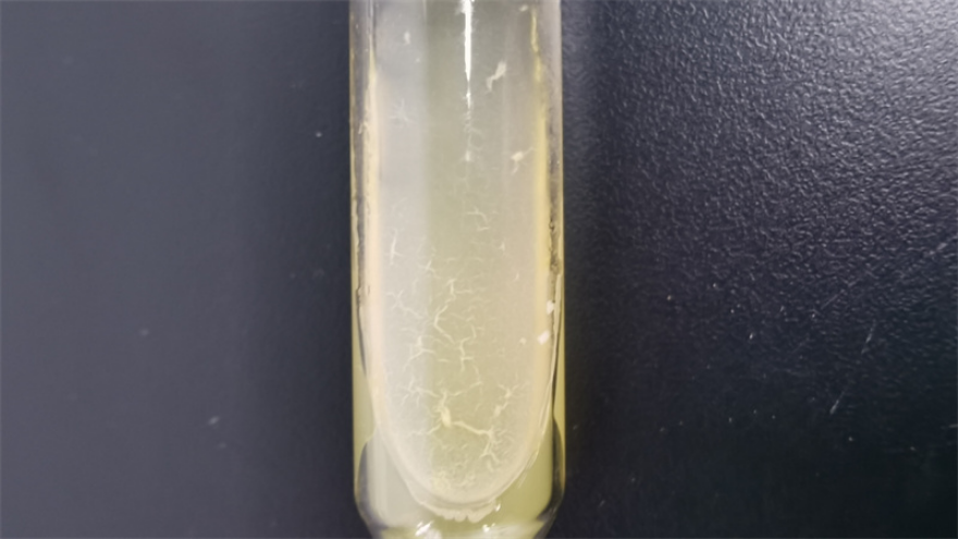 莱比托游动球菌菌种 欢迎来电 上海瑞楚生物科技供应