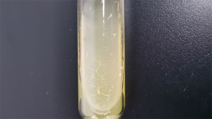 廣西熱膜囊菌菌株 歡迎來(lái)電 上海瑞楚生物科技供應(yīng);