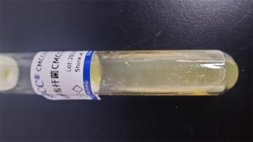 綠色木霉木素木霉菌種 上海瑞楚生物科技供應