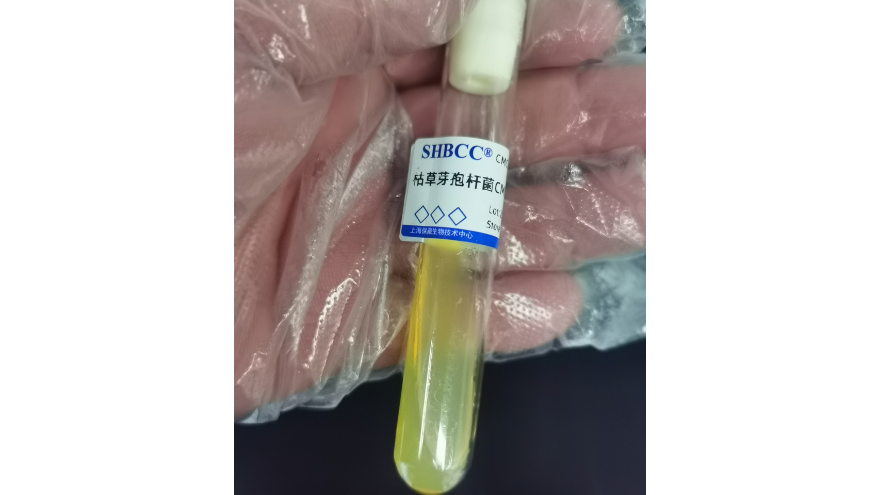 尿素八叠球菌菌种 欢迎咨询 上海瑞楚生物科技供应
