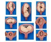 胎兒妊娠發(fā)育過程模型
