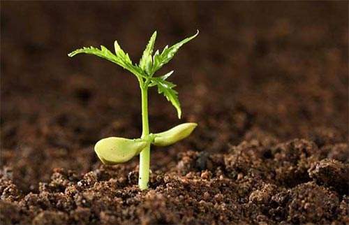 逸威電子：土壤中速效鉀的測定-火焰光度計法