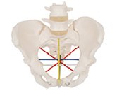 女性骨盆測(cè)量操作模型