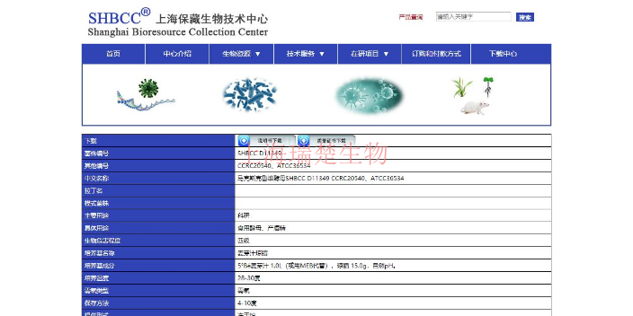 分枝犁头霉菌株