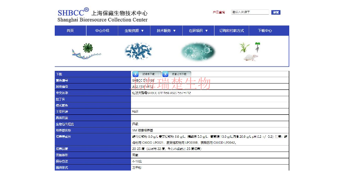 杏鲍菇菌株 欢迎咨询 上海瑞楚生物科技供应