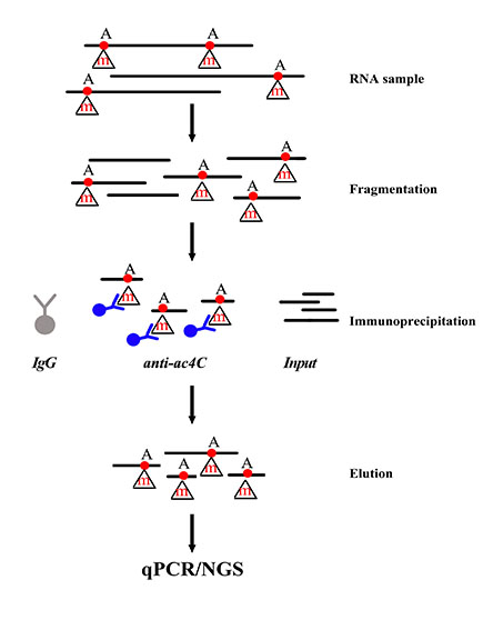 图1：GenSeq® ac4C MeRIP试剂盒实验流程