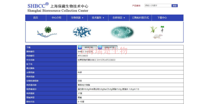 蕈青霉菌株