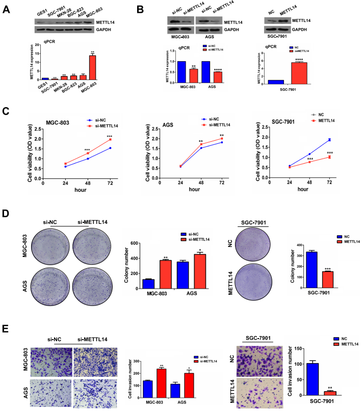 图2. METTL14的敲降促进了GC的增殖和侵袭