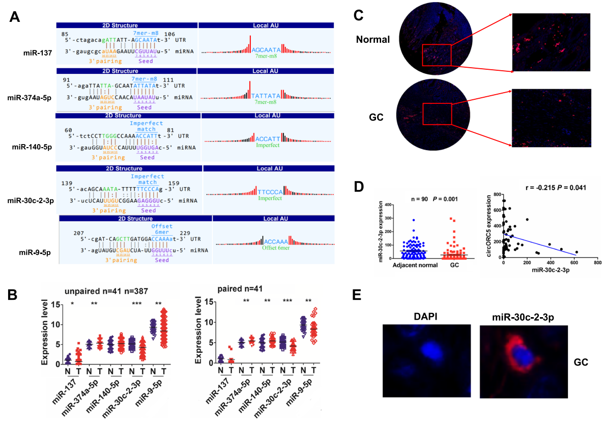  图5. CircORC5在GC中与miR-30c-3p呈负相关