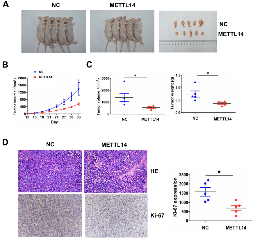  图8. METTl14抑制体内肿瘤生长