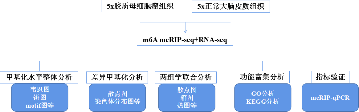 文章1：胶质母细胞瘤circRNA m6A修饰表达谱