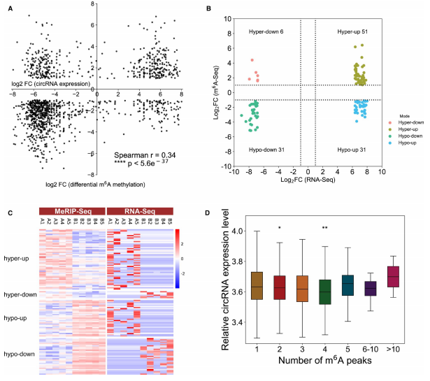 （3）m6A MeRIP-seq和RNA-seq联合分析