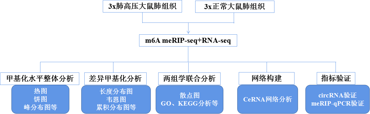 文章2：缺氧介导的肺动脉高压大鼠模型中circRNA m6A甲基化综合分析