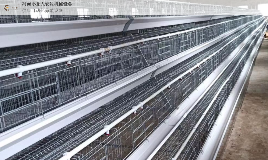 四川自动化养鸡鸡笼批发 河南小龙人农牧机械设备供应