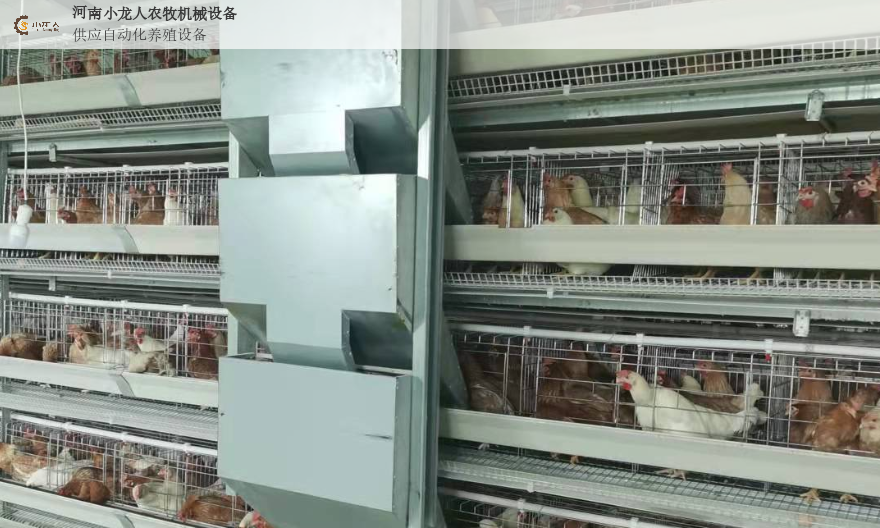 信阳养鸡集蛋设备生产厂家 河南小龙人农牧机械设备供应