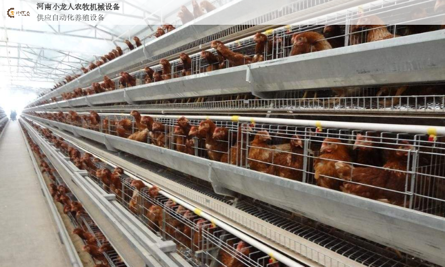 湖北养鸡喂料设备公司 河南小龙人农牧机械设备供应