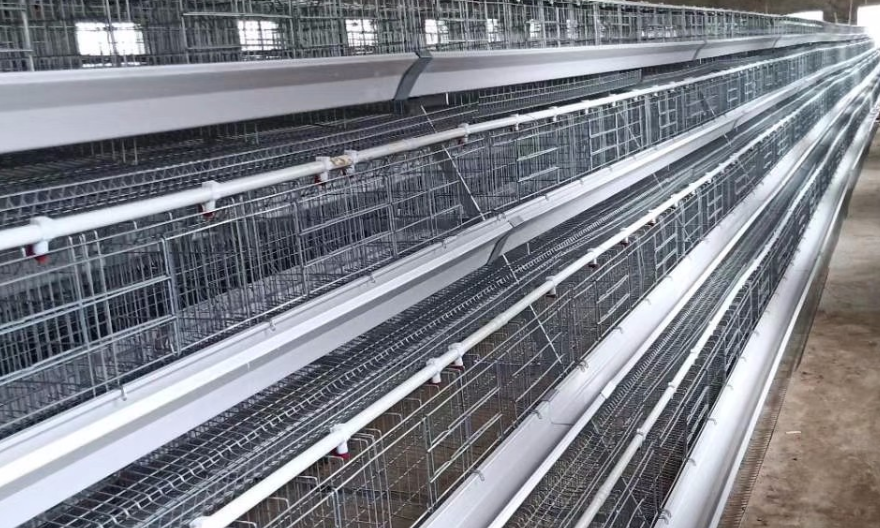 河北养鸡自动化设备厂家 河南小龙人农牧机械设备供应