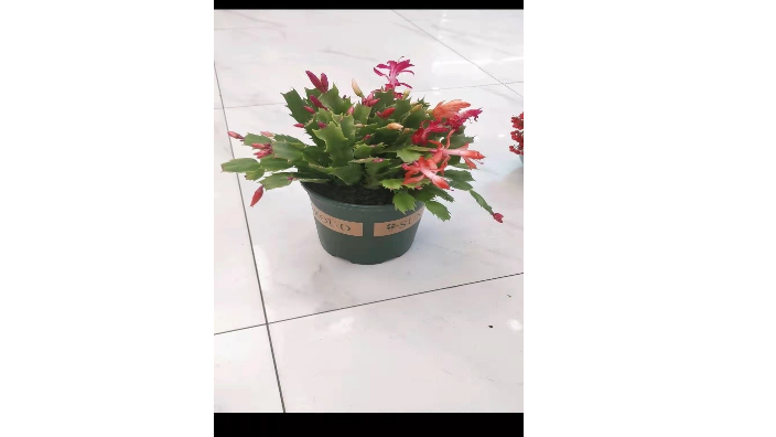 黄浦区红运当头室内花卉植物加工处理,室内花卉植物