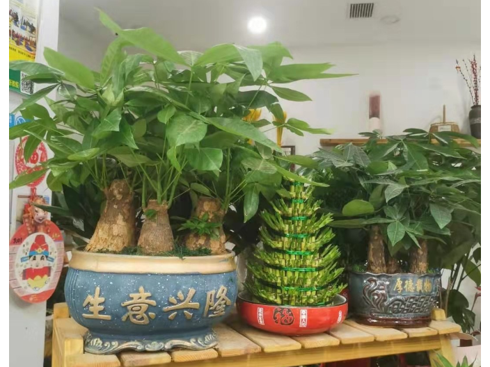 浙江粉掌室內花卉植物服務至上