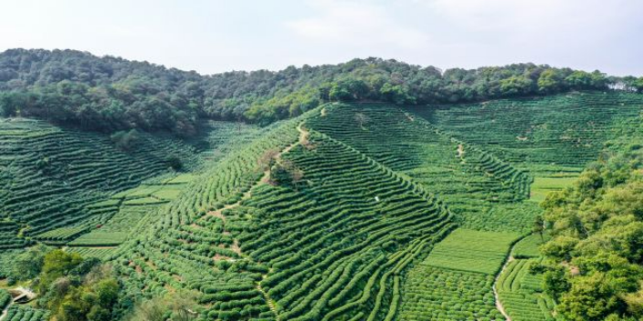 杭州什么茶培训口碑推荐