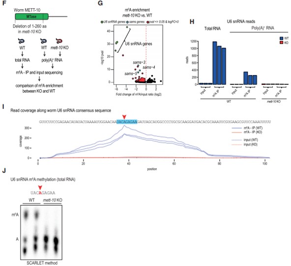 二、蠕虫 METT-10 是 U6 snRNA 和 SAM 合成酶 mRNA 的 m6A “编写器”