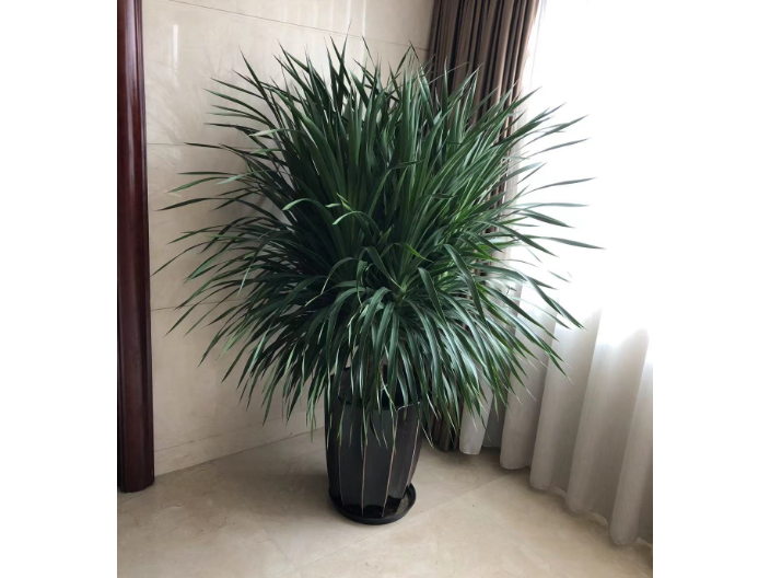 浦东新区绿植租赁市场价,绿植租赁