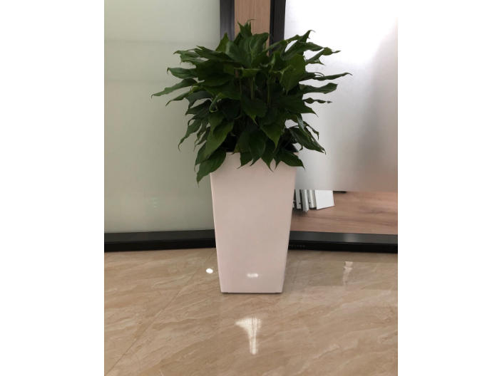 浦东新区绿植租赁市场价,绿植租赁